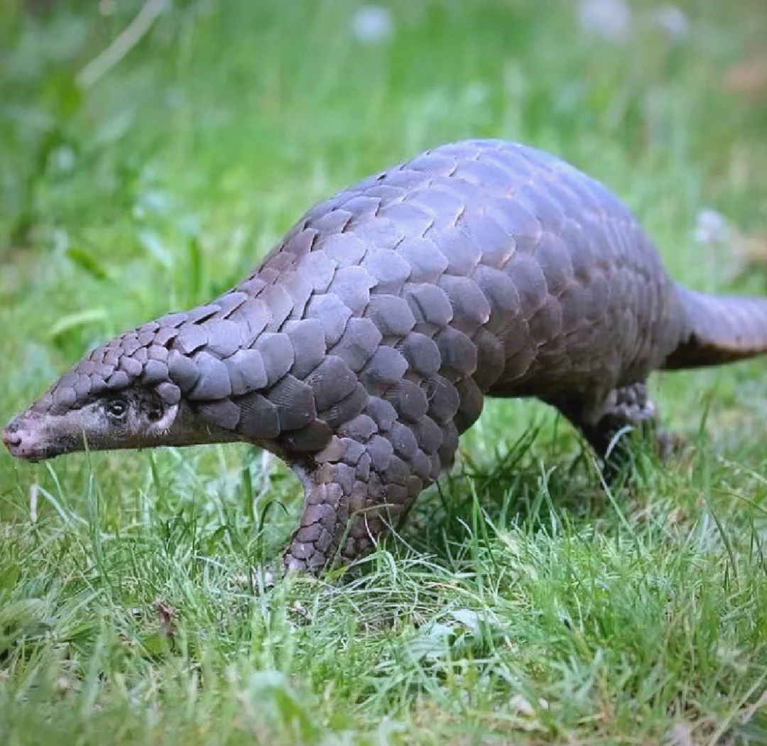穿山甲苹果版(穿山甲软件下载)-第8张图片-有道翻译官网